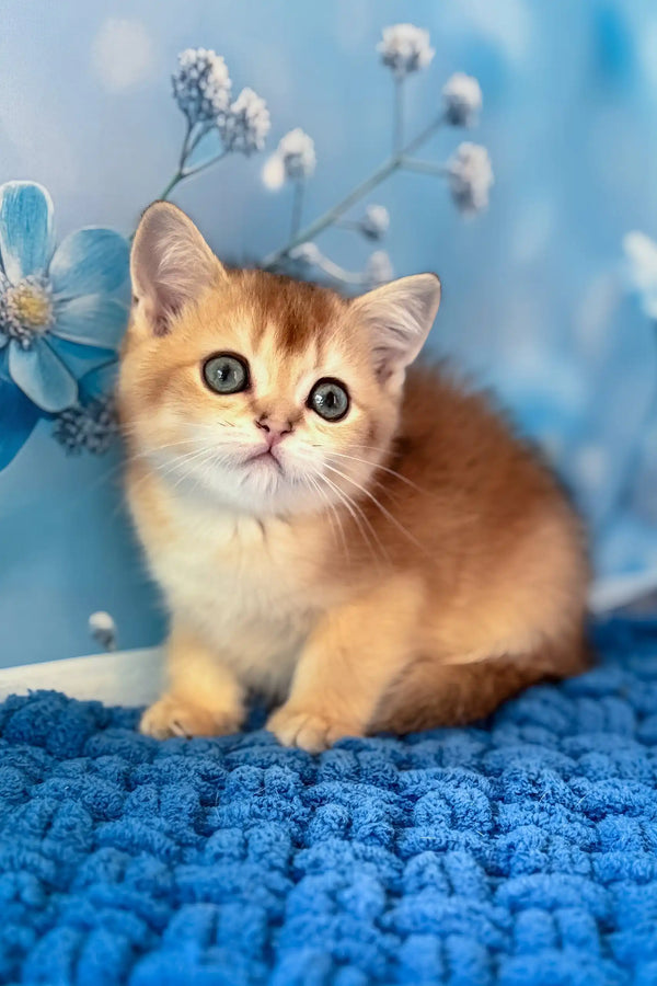 Riff | scottish straight kitten