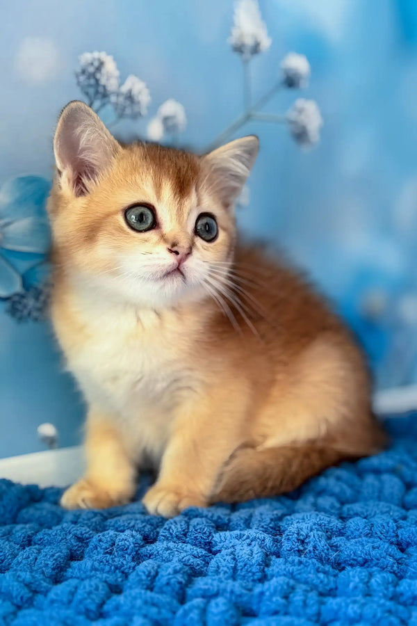 Riff | scottish straight kitten