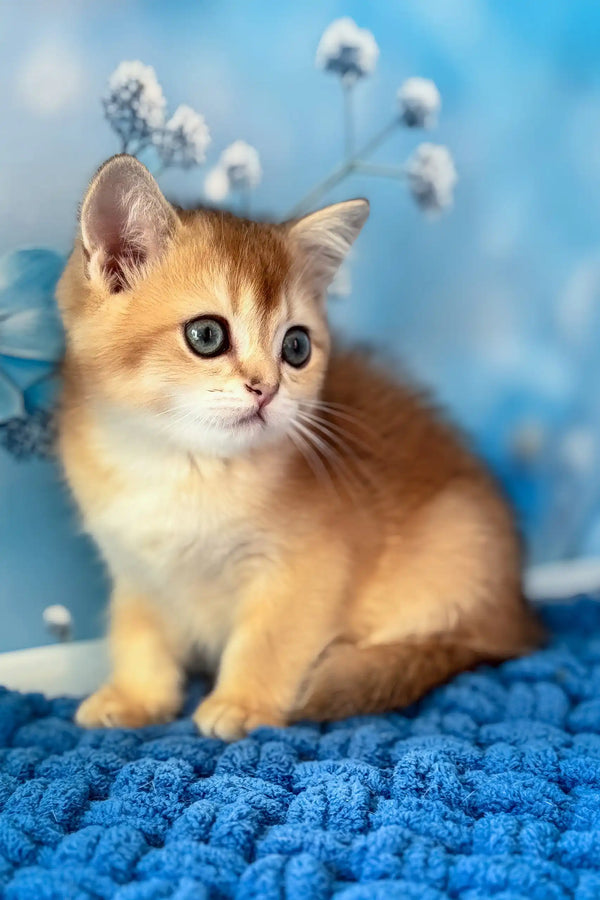 Riff | scottish straight kitten