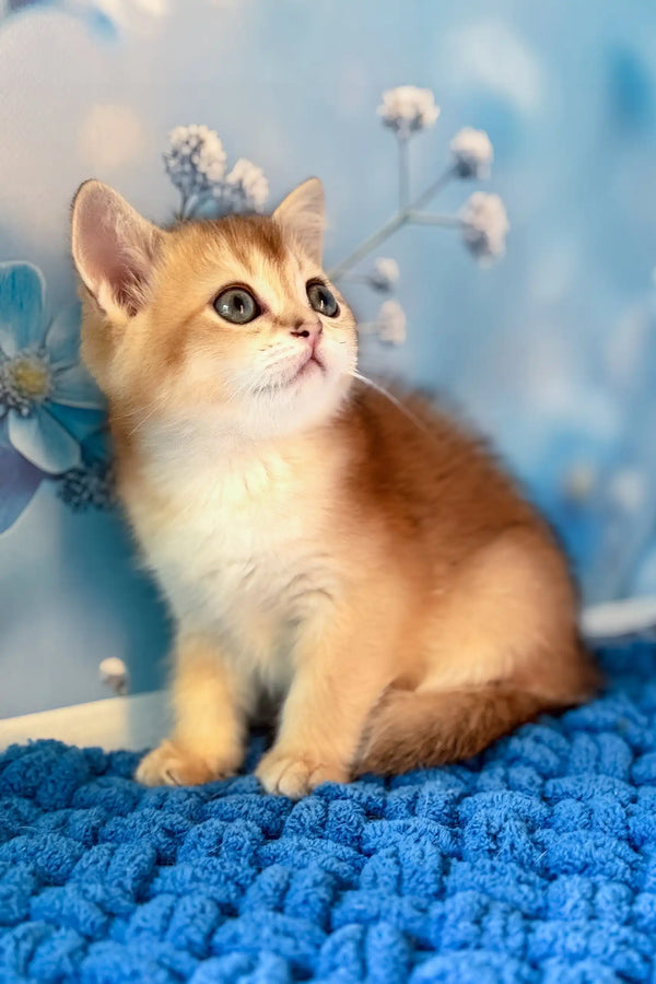 Riff | scottish straight kitten