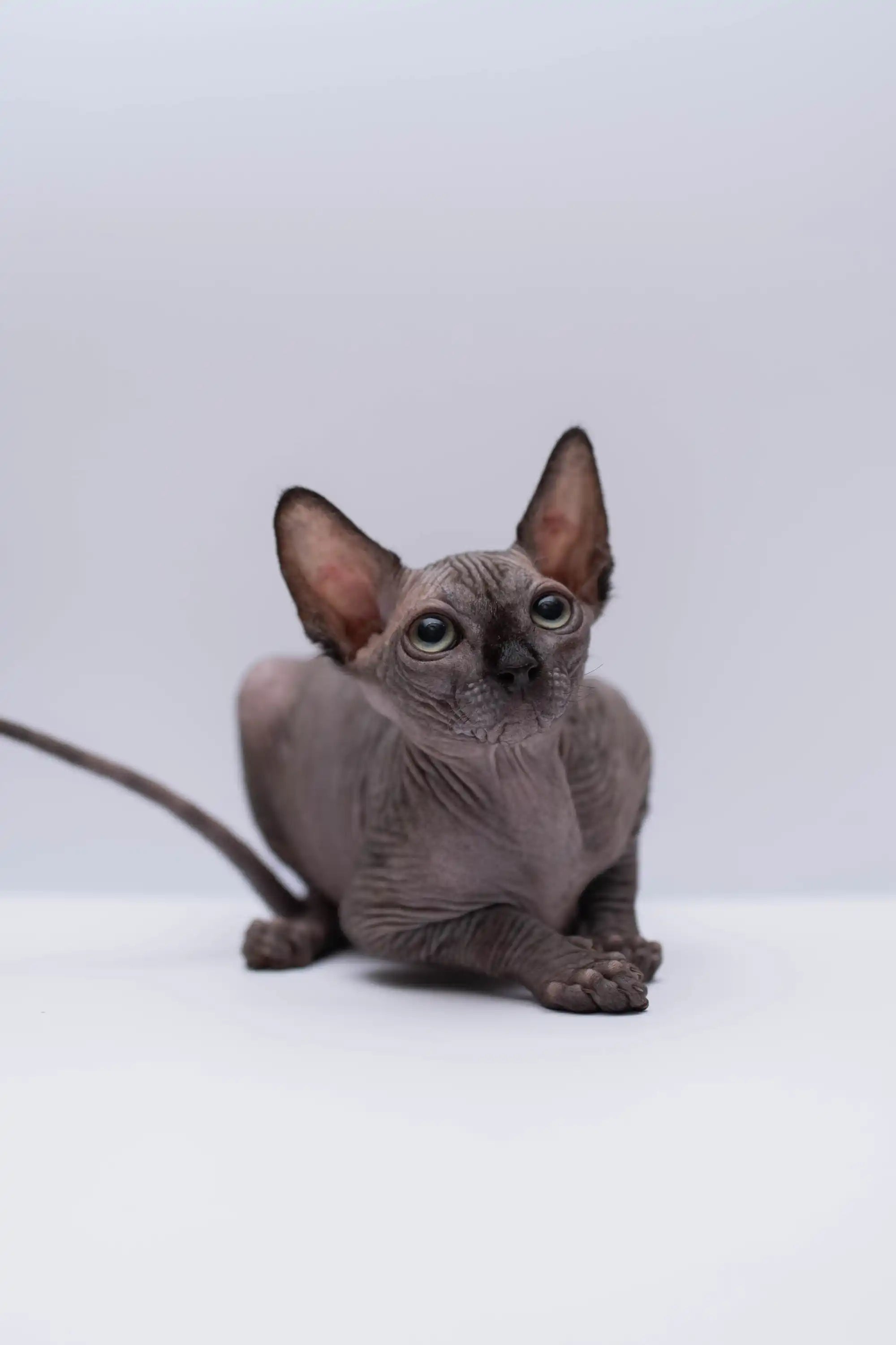 Sphynx Cats for Sale | Kittens For Rihana | Kitten