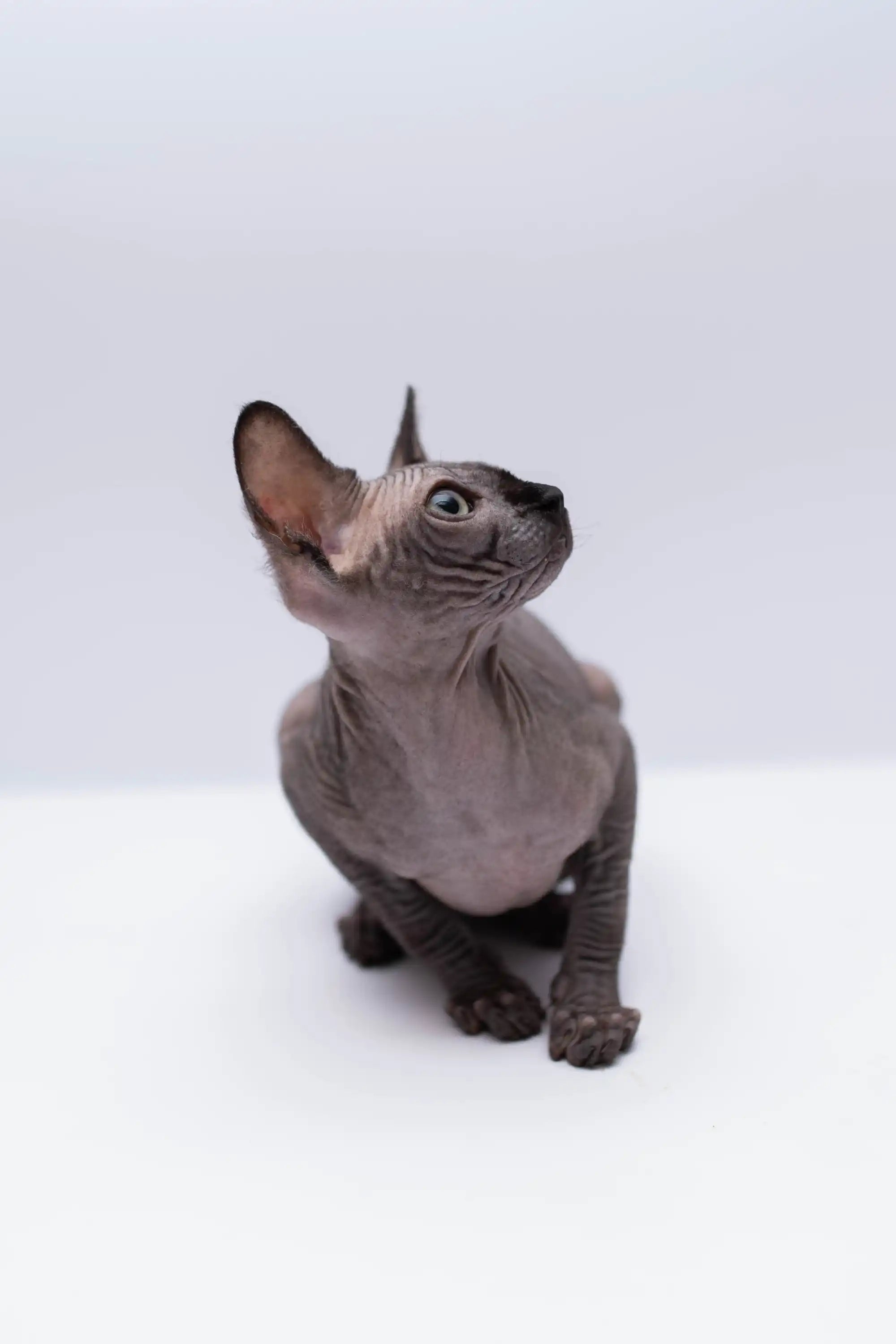 Sphynx Cats for Sale | Kittens For Rihana | Kitten