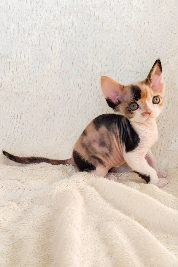 Calico Devon Rex kitten named Rihanna playing with a colorful toy