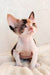 Cute Calico Devon Rex kitten named Rihanna, perfect for cuddles and fun