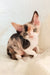 Cute Calico Devon Rex kitten named Rihanna, fluffy and playful, ready for cuddles!