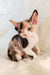 Cute Calico Devon Rex kitten named Rihanna in an adorable pose