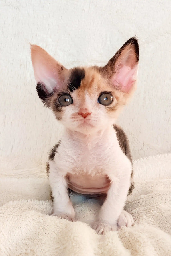 Calico Devon Rex kitten named Rihanna, adorable and playful for pet lovers