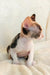 Calico Cornish Rex kitten named Rihanna in a stylish pose for pet lovers