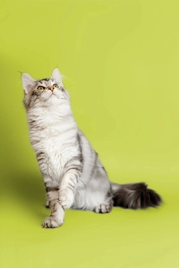 Gray and white tabby Maine Coon kitten sitting upright and looking up cutely
