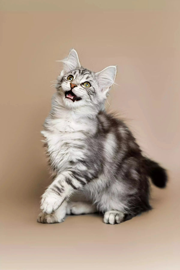 Gray and white tabby Maine Coon kitten with alert expression and upward gaze