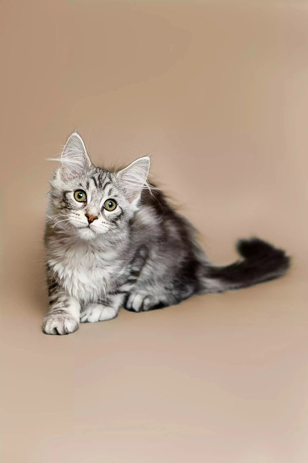 Gray and white tabby Maine Coon kitten with fluffy fur and alert eyes