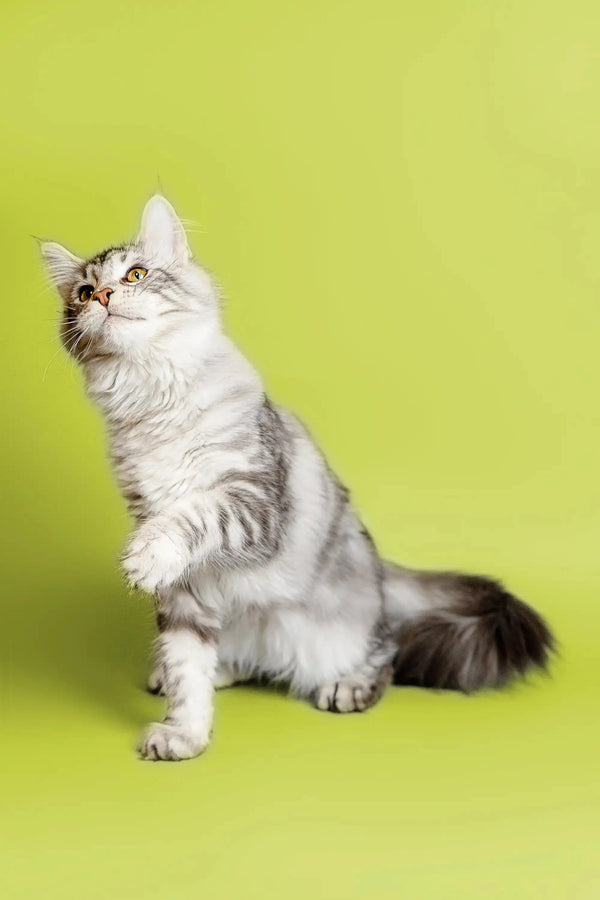 Fluffy gray and white Maine Coon kitten sitting upright with an attentive expression