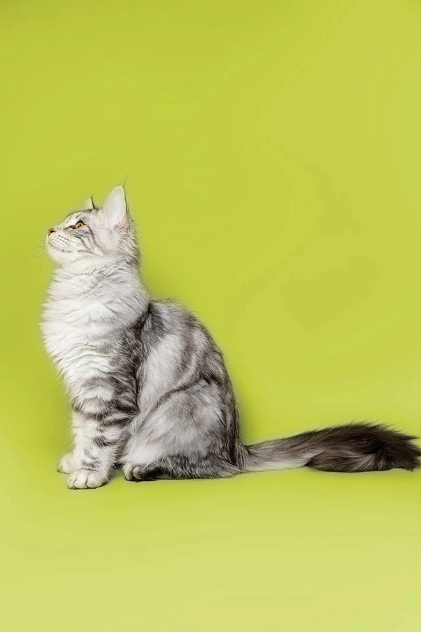 Long-haired silver tabby Maine Coon kitten sitting upright with a curious head tilt