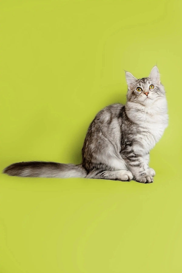Cute Gray and White Tabby Maine Coon Kitten with Fluffy Tail Sitting Upright