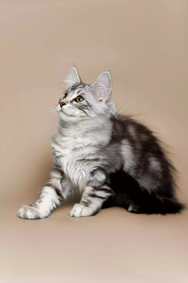 Silver and gray tabby Maine Coon kitten looking alert and adorable