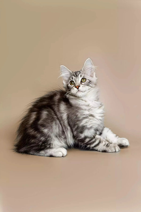 Silver tabby Maine Coon kitten with stunning green eyes sitting upright