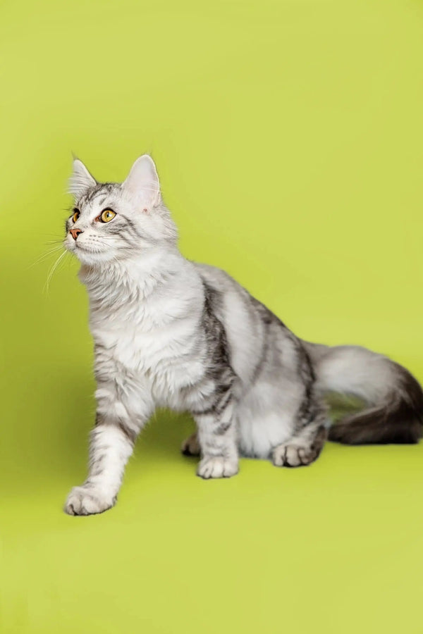 Long-haired gray and white Maine Coon kitten sitting attentively, looking adorable