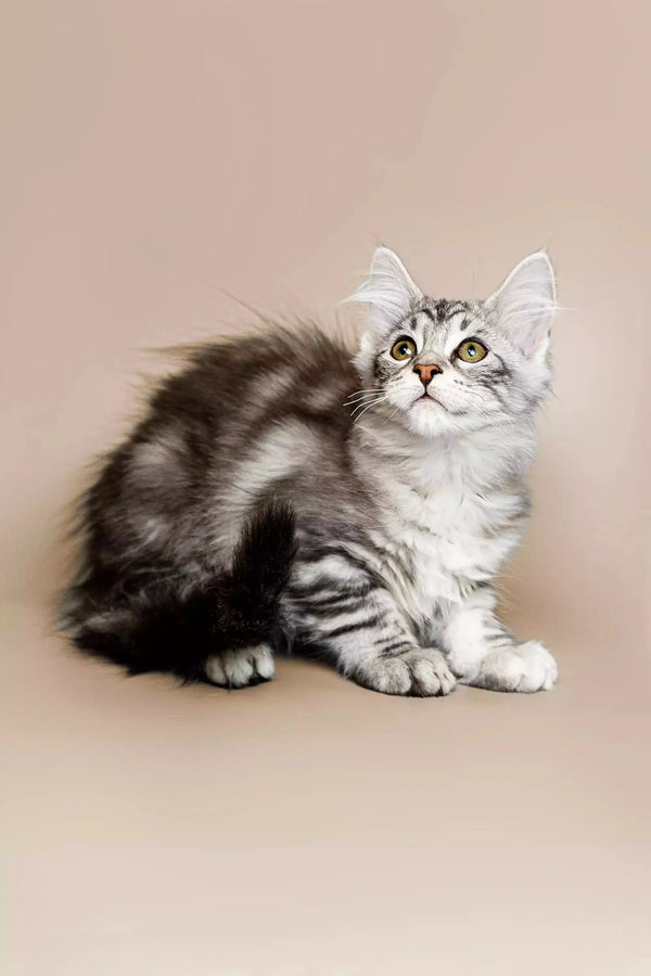 Fluffy gray and white Maine Coon kitten sitting attentively, perfect for any home