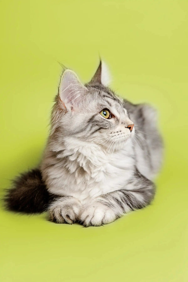 Gray and white Maine Coon kitten lying down and gazing upward cutely