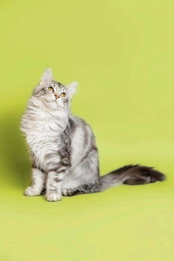 Long-haired gray and white Maine Coon kitten named Rihanna sitting upright