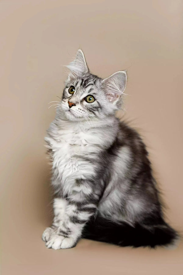 Adorable Maine Coon Kitten Rihanna with fluffy fur and bright green eyes