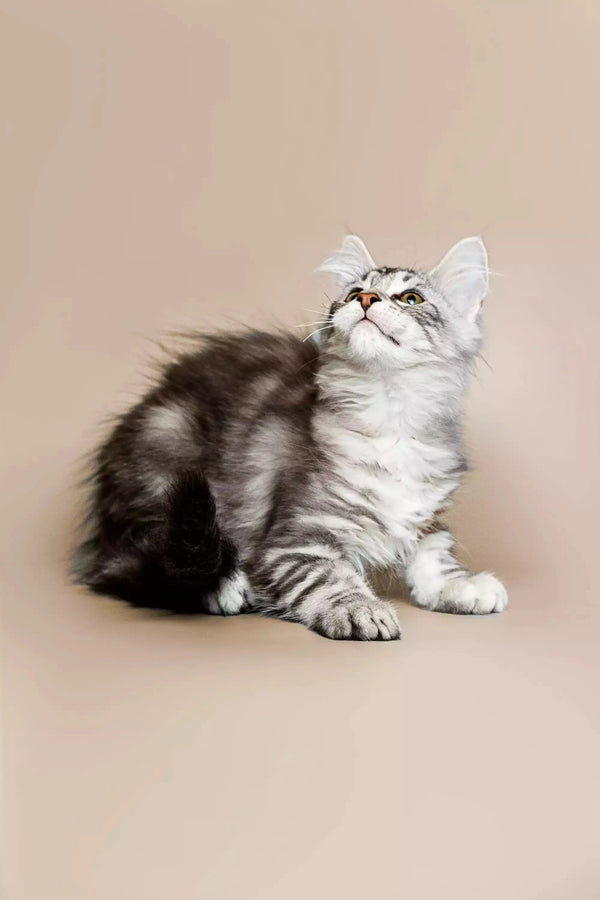 Fluffy silver tabby Maine Coon kitten sitting and looking upward adorably