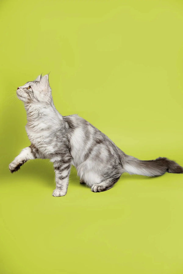 Gray and white tabby Maine Coon kitten with head tilted up, looking adorable