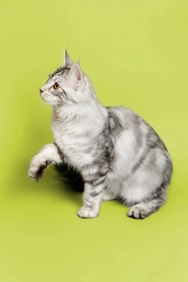 Silver tabby Maine Coon kitten sitting with one paw raised, cuteness overload!