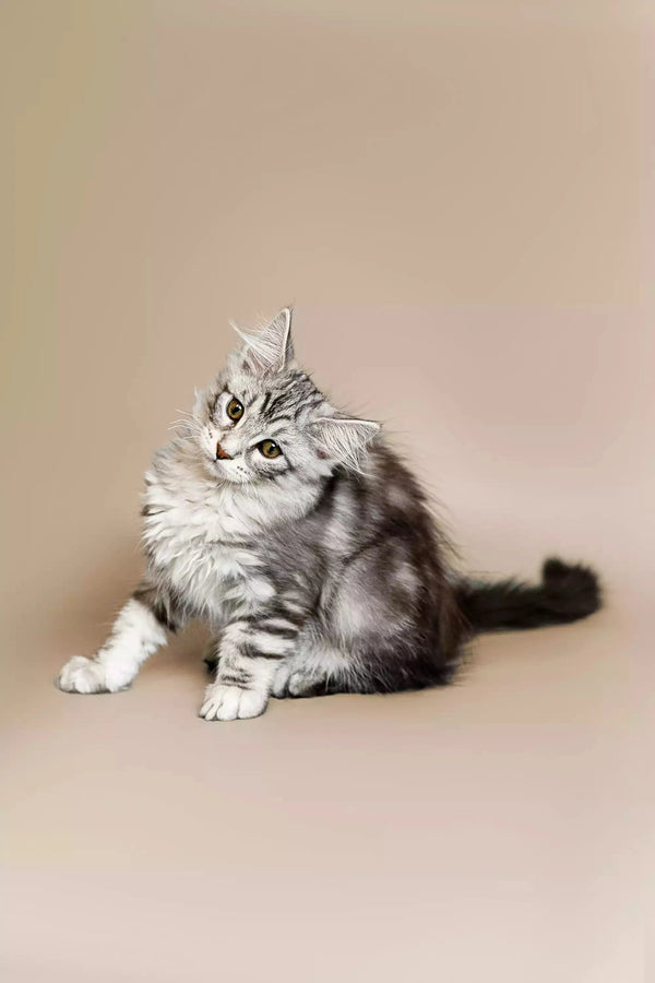 Fluffy gray and white Maine Coon kitten named Rihanna sitting alert and ready to play