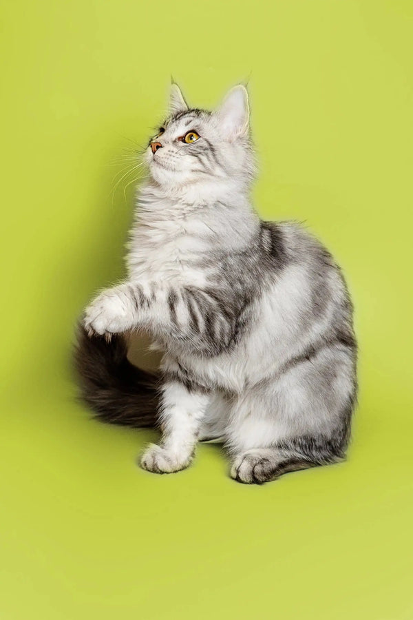 Silver tabby Maine Coon kitten sitting with paw raised on a bright green background