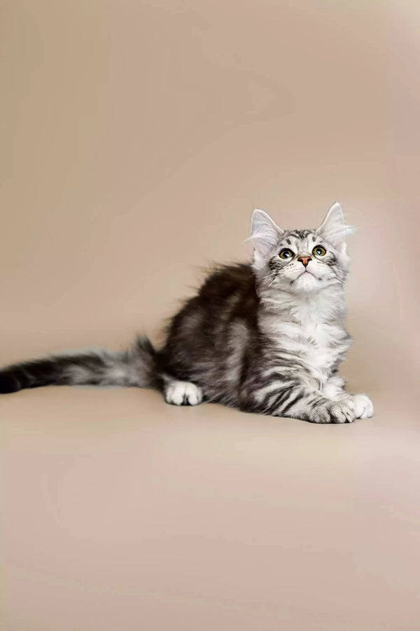 Fluffy gray and white Maine Coon kitten with an alert expression, perfect for pet lovers