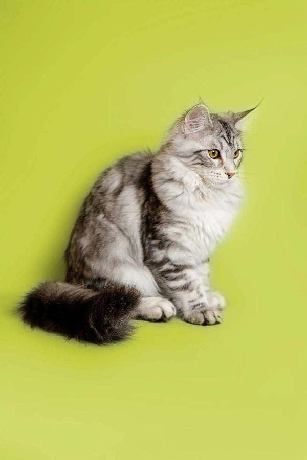 Gray and white Maine Coon kitten sitting upright, showcasing its fluffy long fur