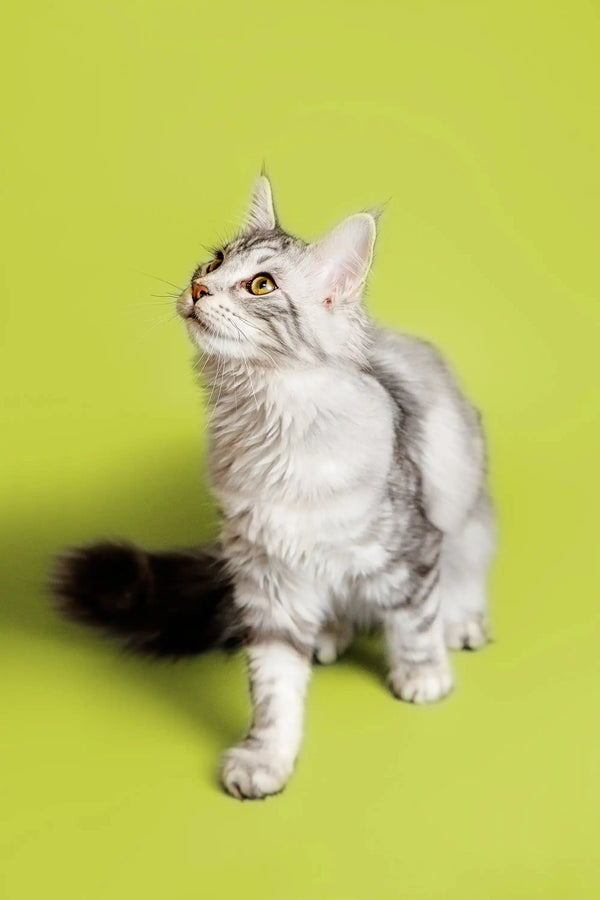 Gray and white tabby cat looking up, showcasing the adorable Maine Coon kitten vibe