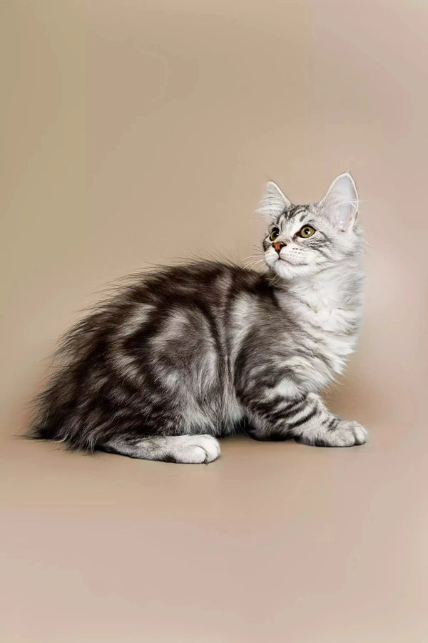 Silver tabby Maine Coon kitten with stripes sitting sideways, perfect for any cat lover