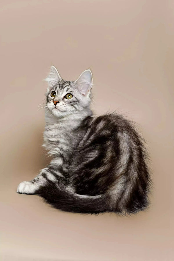 Silver tabby Maine Coon kitten with stripes sitting attentively, perfect companion