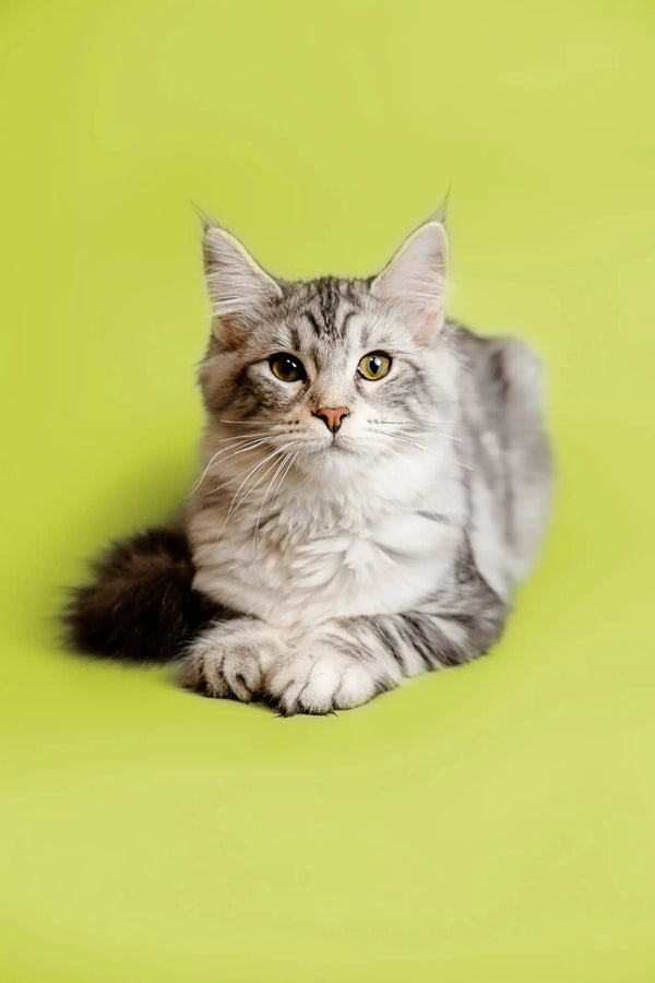 Gray and white Maine Coon kitten Rihanna lying down with an alert expression