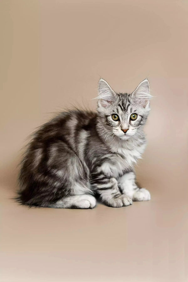 Alert silver and gray Tabby Maine Coon kitten ready for playtime