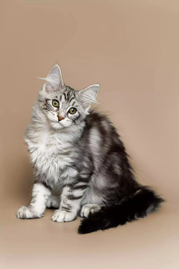 Fluffy silver tabby Maine Coon kitten with striking green eyes sitting upright