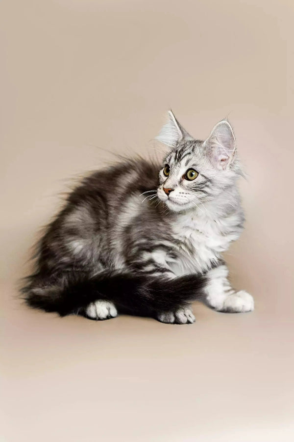 Cute Silver Tabby Maine Coon Kitten with Fluffy Fur and Alert Green Eyes