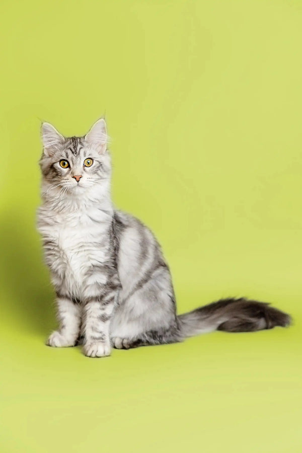Gray and white tabby sitting upright, showcasing the adorable Maine Coon kitten vibe