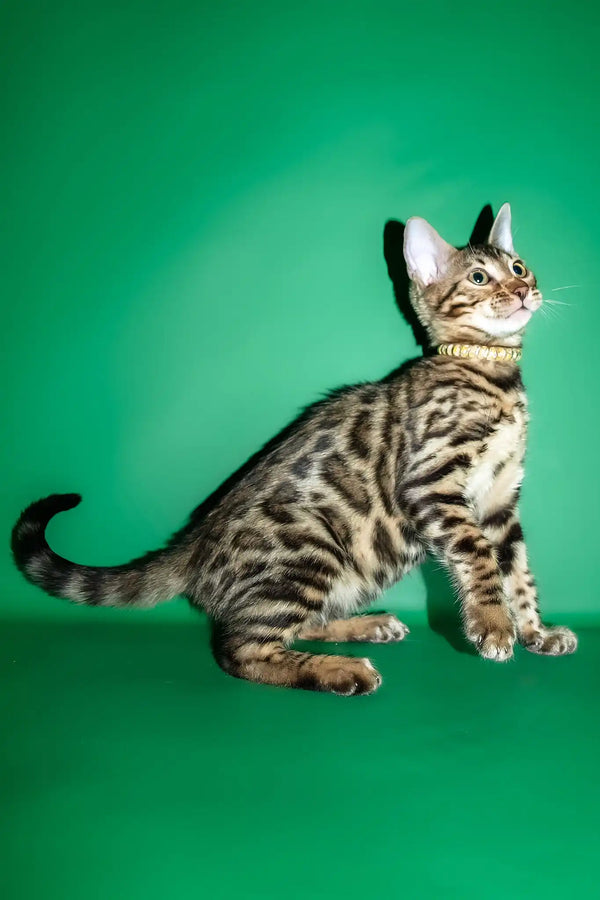 Rika | bengal kitten