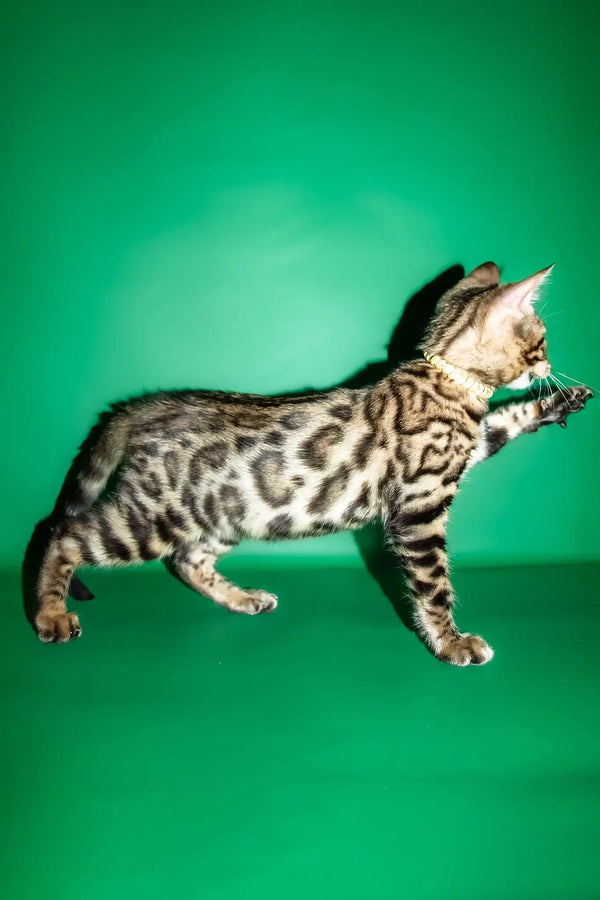 Rika | bengal kitten