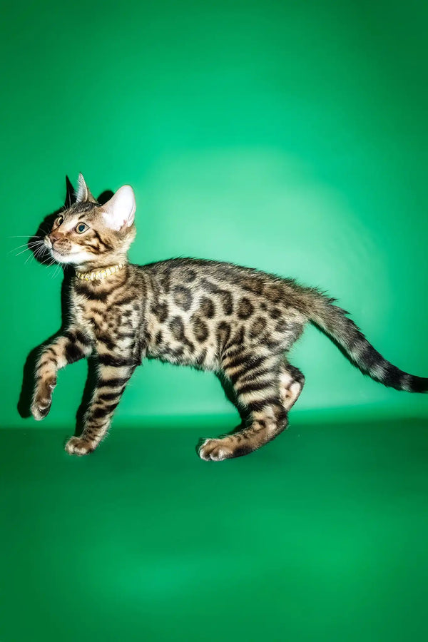 Rika | bengal kitten