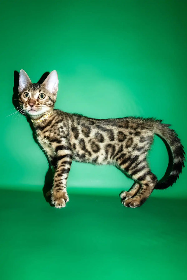 Rika | bengal kitten