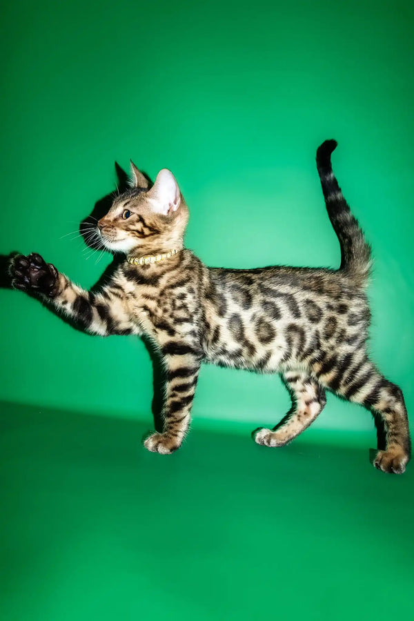 Rika | bengal kitten