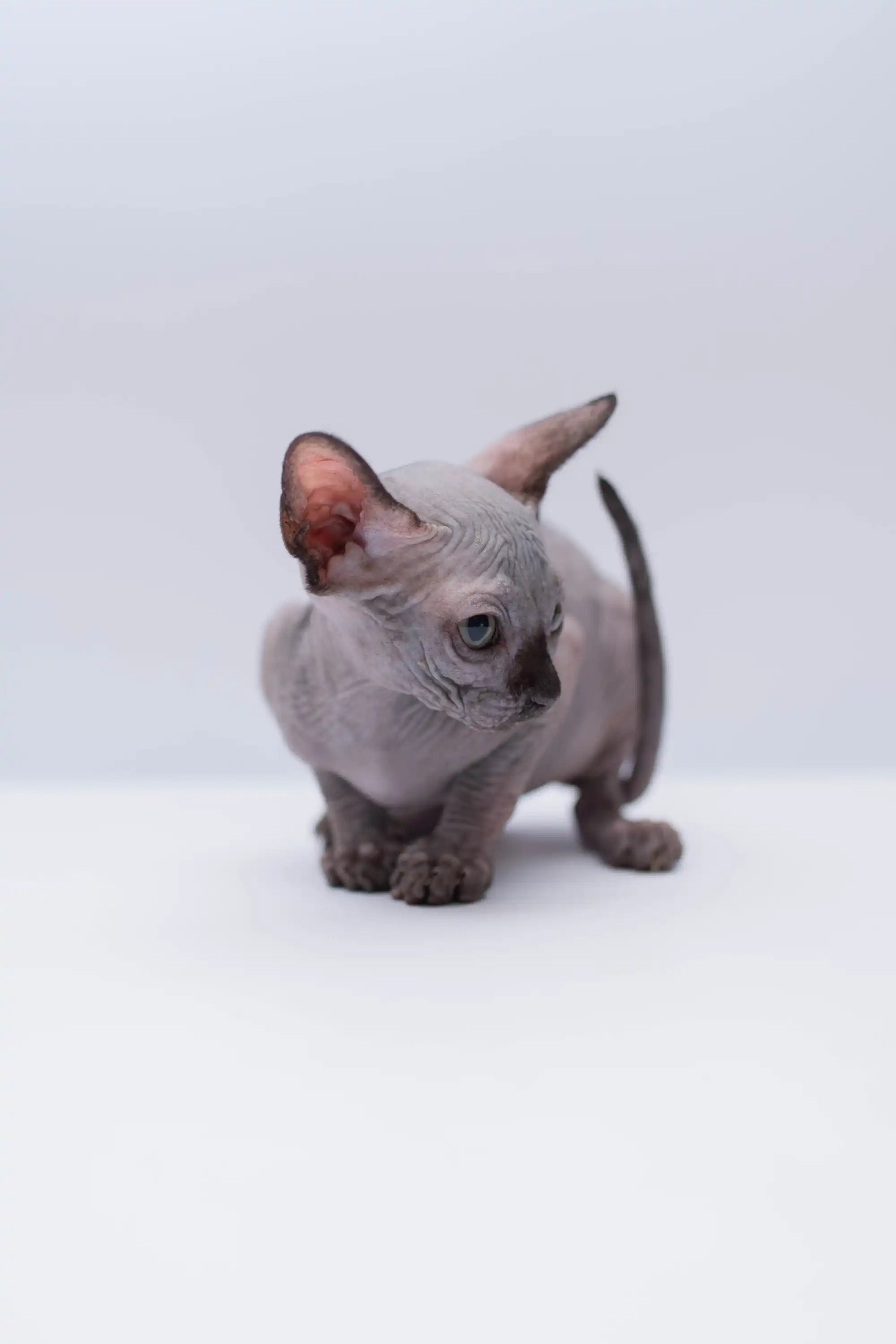 Sphynx Cats for Sale | Kittens For Rikka | Kitten