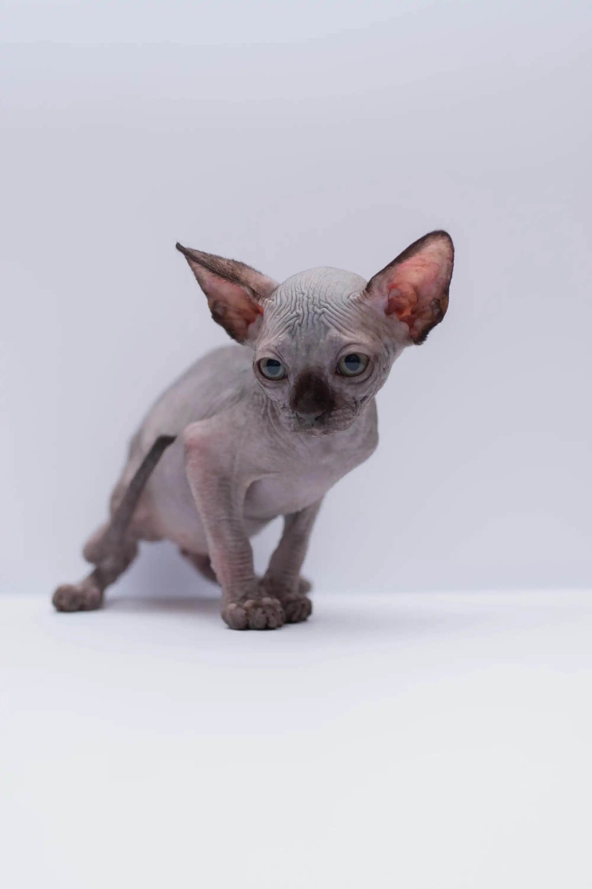 Sphynx Cats for Sale | Kittens For Rikka | Kitten