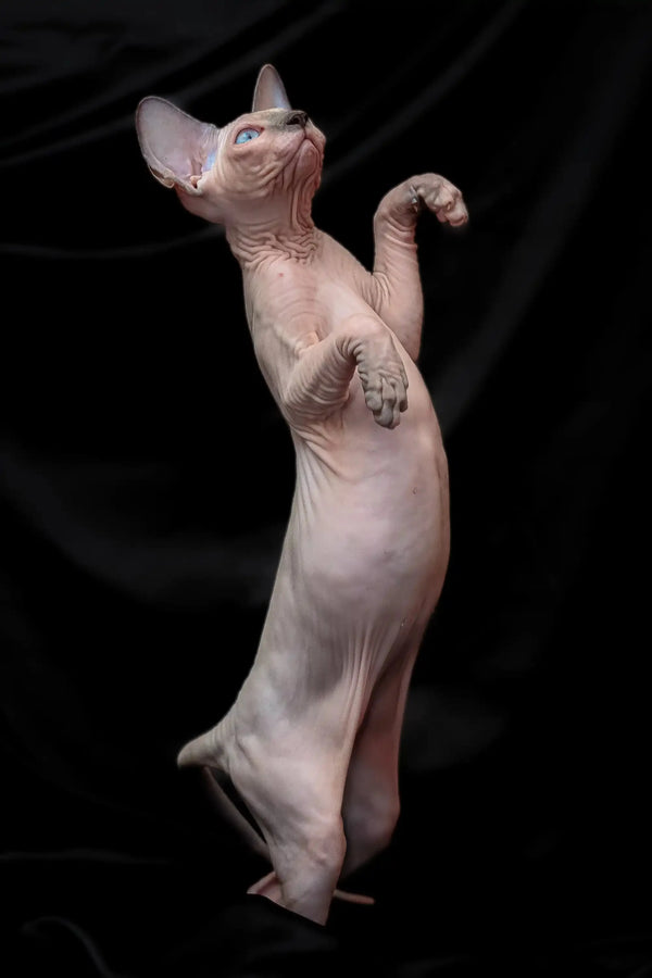 Sphynx kitten Rikkie standing upright, showcasing his cute blue mink coat