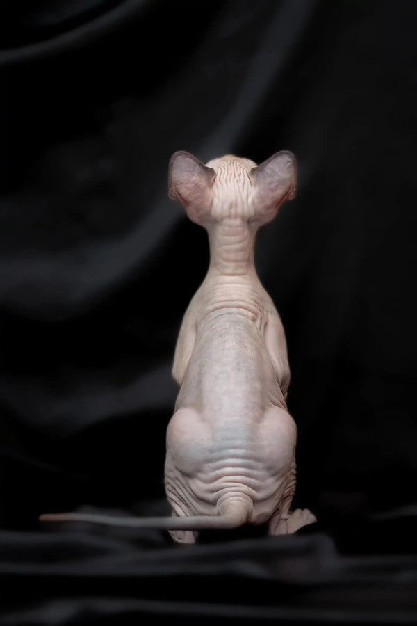Sphynx kitten Rikkie, a cute blue mink with big ears and wrinkled skin sitting upright
