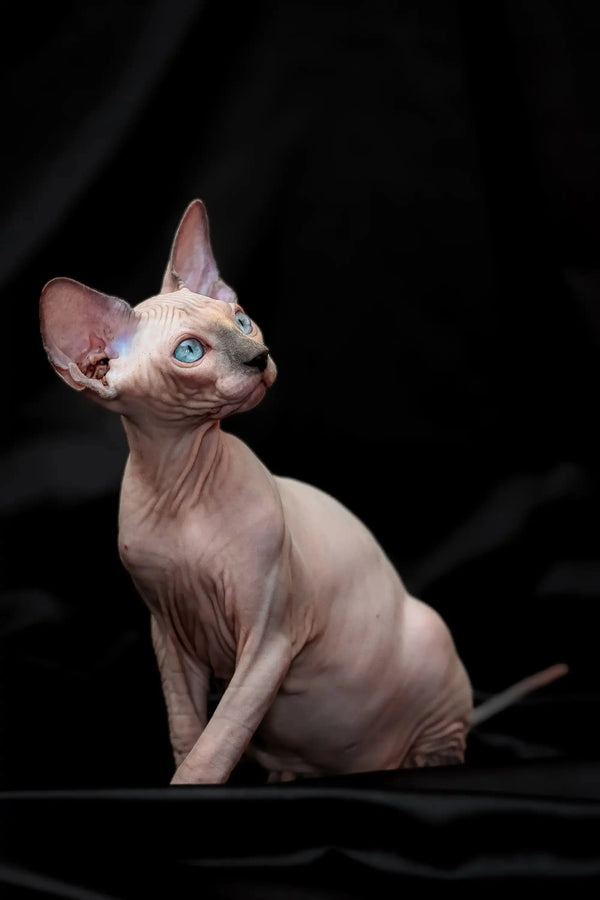 Meet Rikkie, the adorable Hairless Sphynx kitten with stunning blue mink eyes